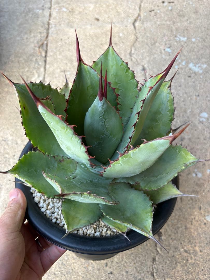 アガベ ボビマエア 特白個体 7号鉢 ボビコルヌータ×ピグマエア ハイブリッド