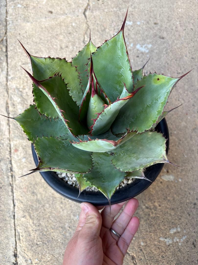 アガベ ボビマエア 特白個体 7号鉢 ボビコルヌータ×ピグマエア ハイブリッド