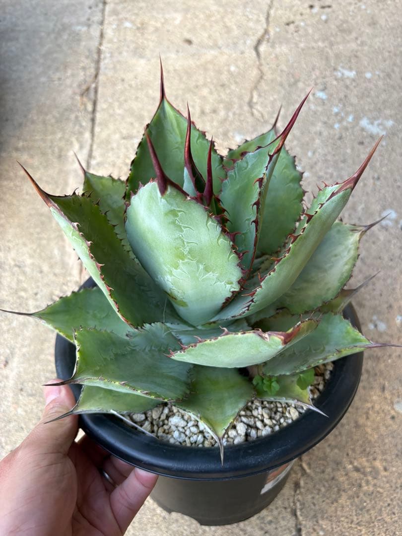 アガベ ボビマエア 特白個体 7号鉢 ボビコルヌータ×ピグマエア ハイブリッド