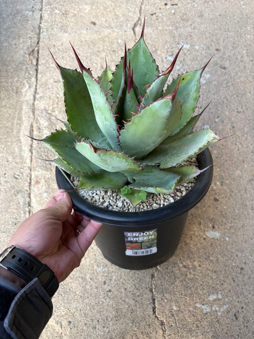 アガベ ボビマエア 特白個体 7号鉢 ボビコルヌータ×ピグマエア ハイブリッド