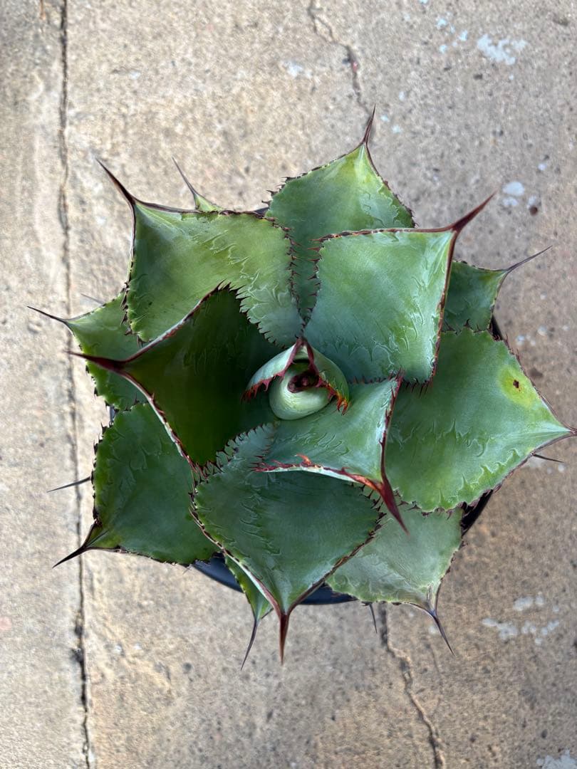 アガベ ボビマエア 特白個体 7号鉢 ボビコルヌータ×ピグマエア ハイブリッド