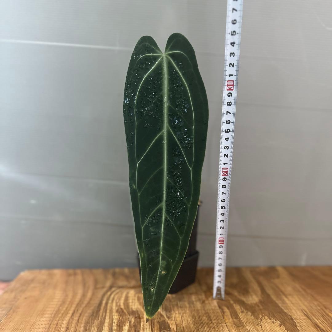 アンスリウム　ワロクアナム　ダークナロー　大きめサイズ