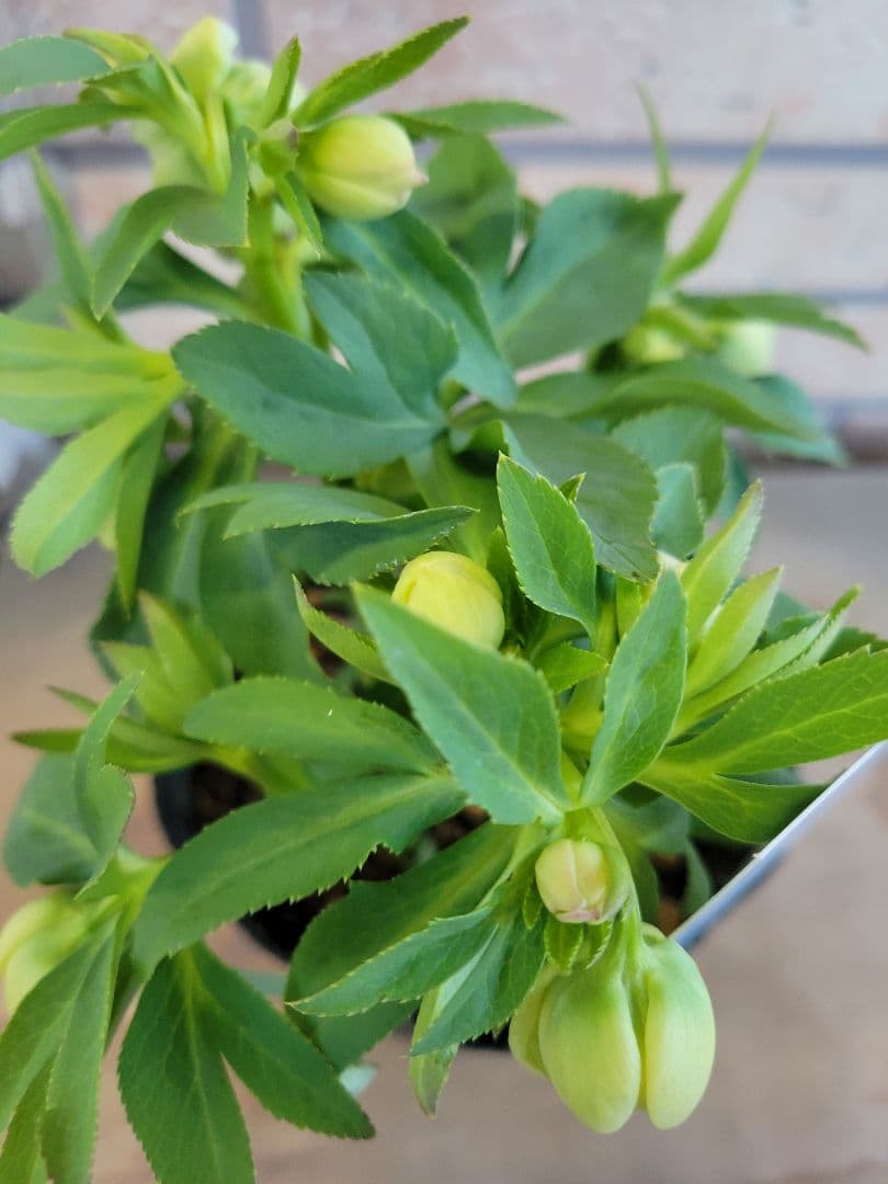 高橋育苗　クリスマスローズ　little　beast　デュメトルム系