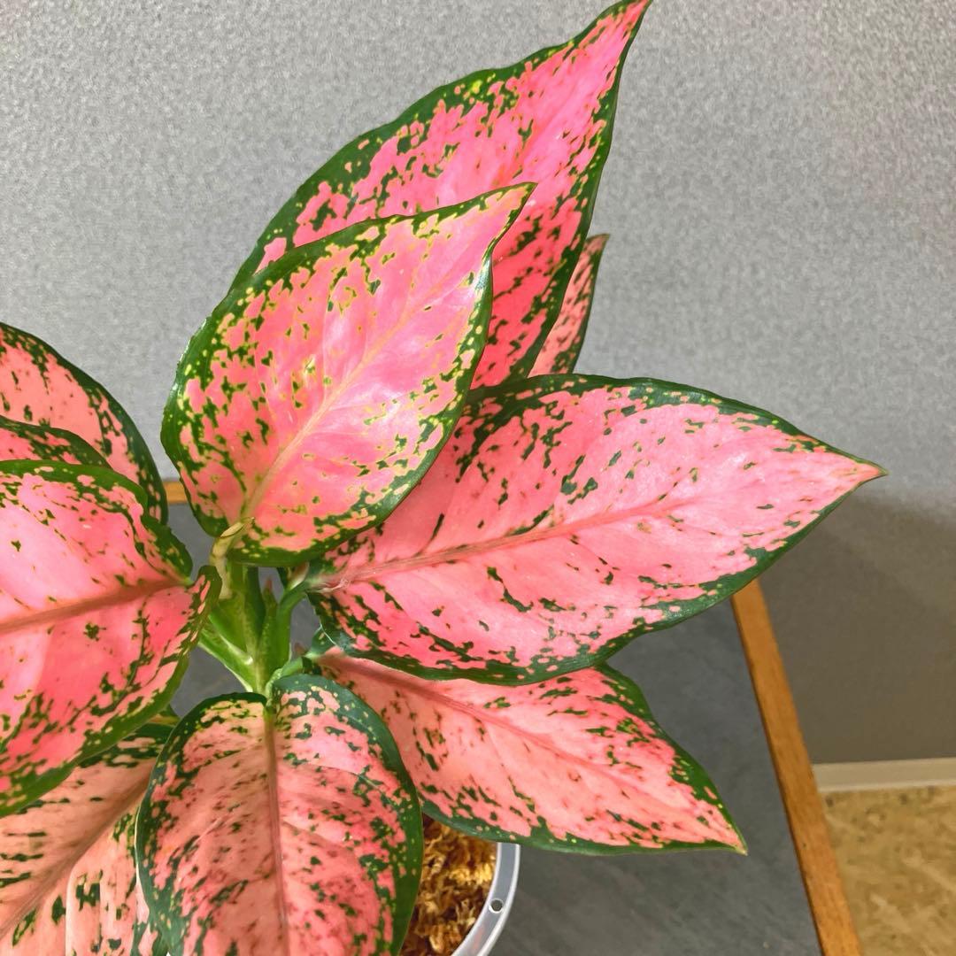 超希少❗️アグラオネマ　ピンクマルーン \"Pink Maroon\"✨