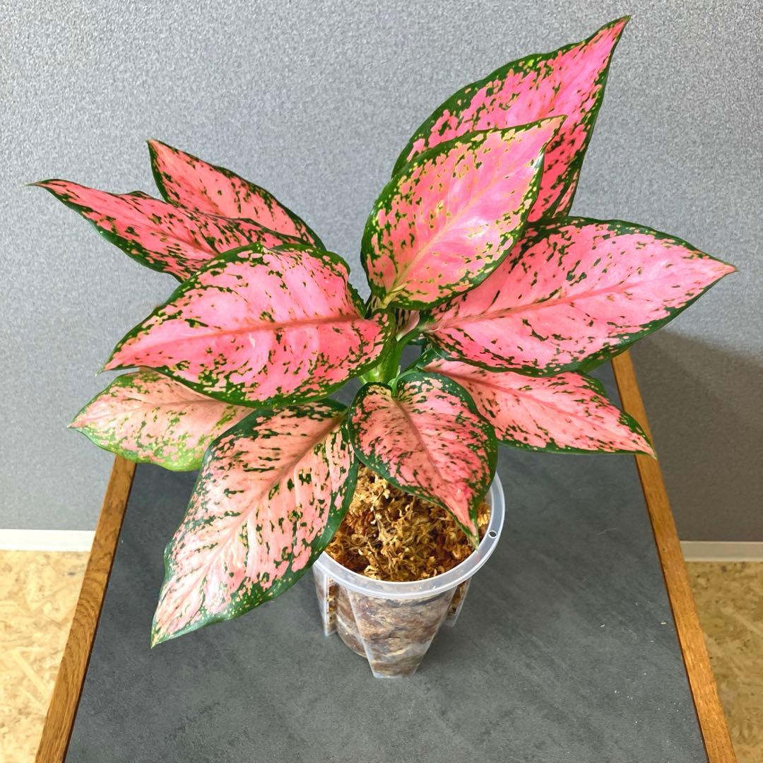 超希少❗️アグラオネマ　ピンクマルーン \"Pink Maroon\"✨