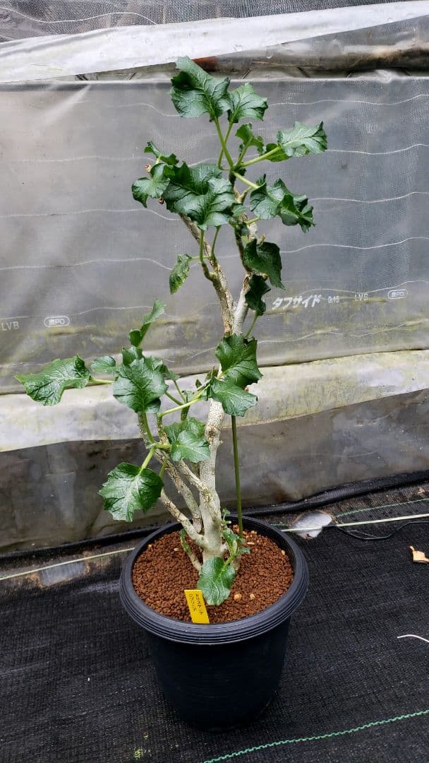 ドリステニア　ジプソフィラ