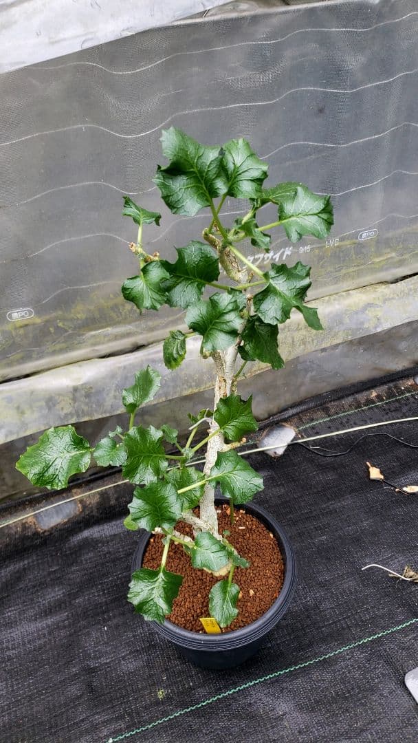 ドリステニア　ジプソフィラ