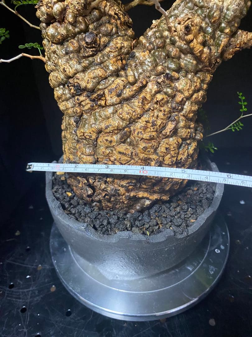 【コレクション株】オペルクリアパキプス　みやび鉢付き　良型ボコ肌　発根済