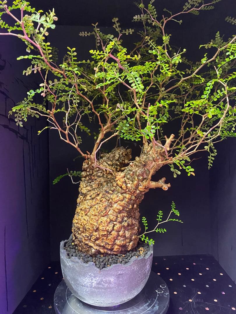 【コレクション株】オペルクリアパキプス　みやび鉢付き　良型ボコ肌　発根済