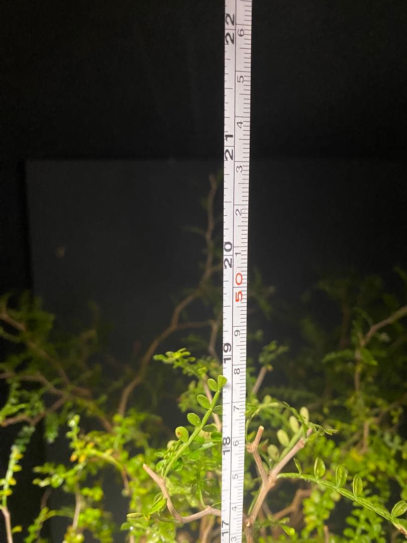 【コレクション株】オペルクリアパキプス　みやび鉢付き　良型ボコ肌　発根済