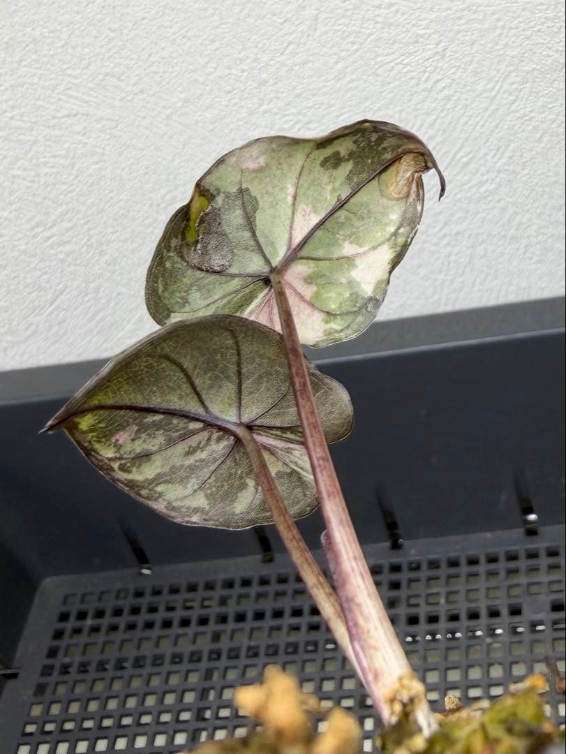 希少 アロカシア ピンクセレンディピティ 子株 斑入り 鉢ごとメルカリ