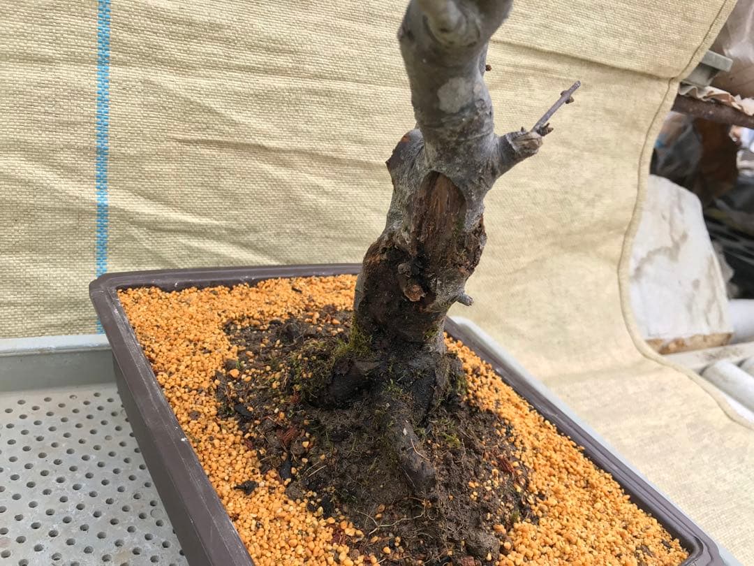 木瓜(ボケ)・放春花 彩の星 角鉢(咲分け保証品)②