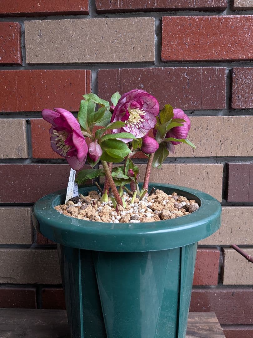 クリスマスローズ開花株・丸弁セミダブル咲き