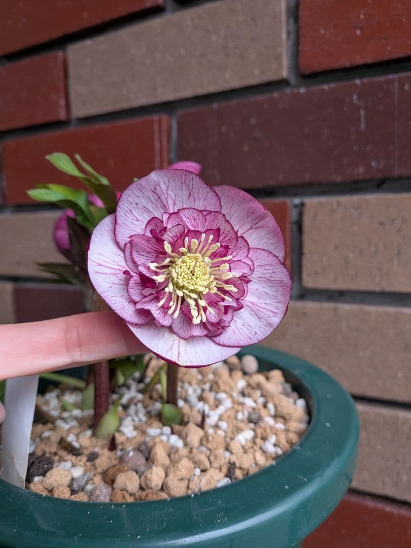 クリスマスローズ開花株・丸弁セミダブル咲き