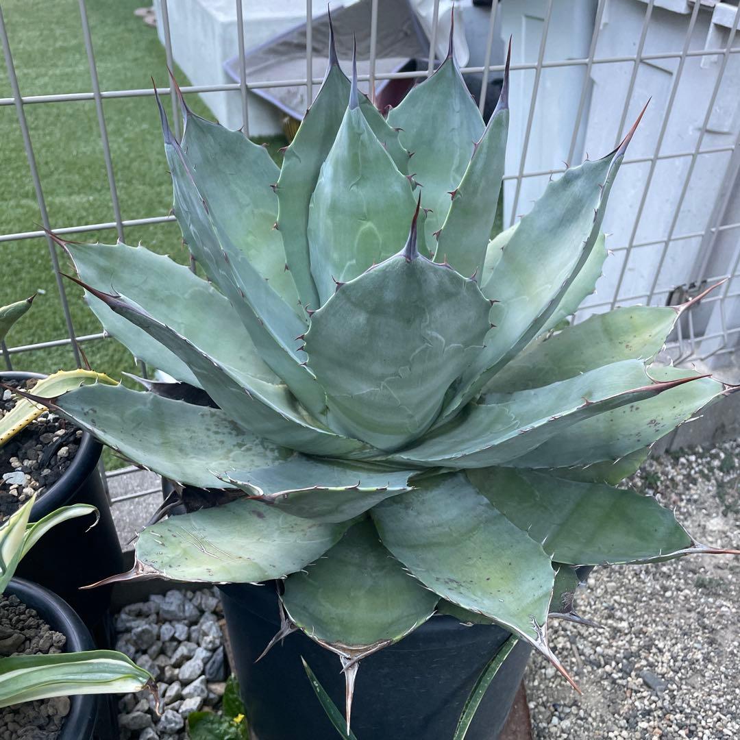 大株 アガベ ブルーブライアン モンタナ パラサナ パリー ハイブリッド 屋外株