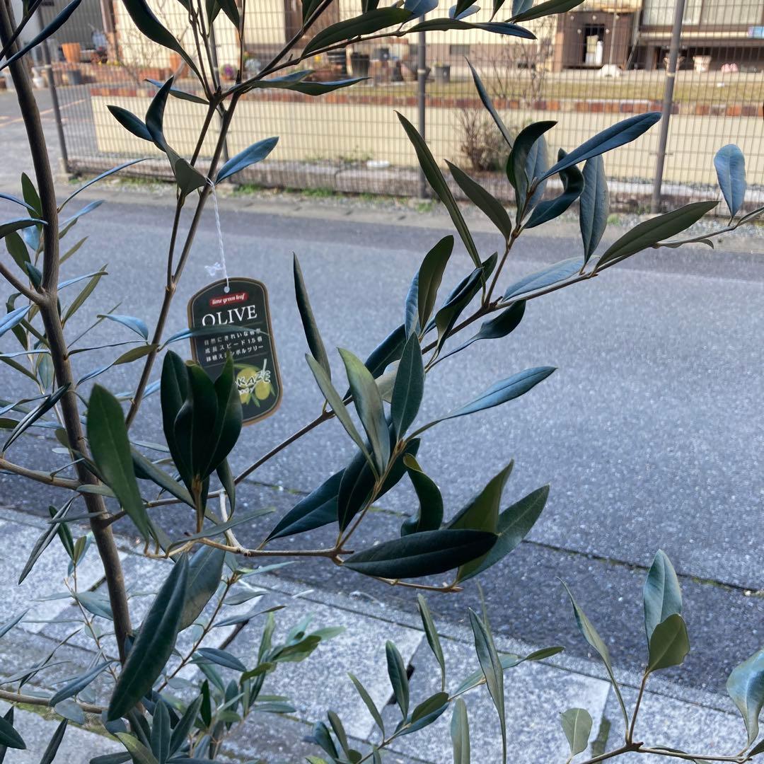 オリーブ（ひなかぜ）