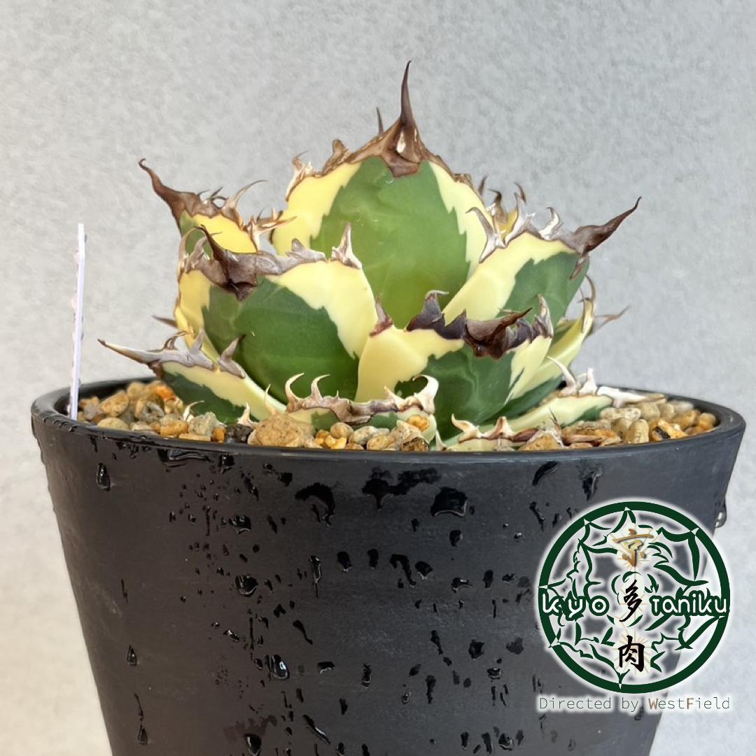 【良苗】アガベ　カリフォルニア　チタノタ　スナグルトゥース　親株販売