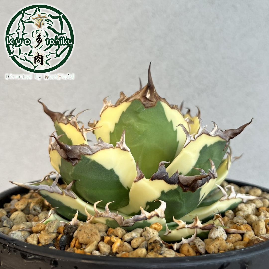 【良苗】アガベ　カリフォルニア　チタノタ　スナグルトゥース　親株販売