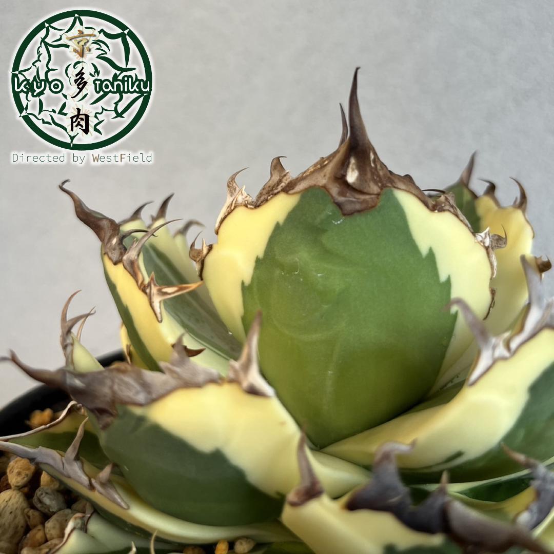 【良苗】アガベ　カリフォルニア　チタノタ　スナグルトゥース　親株販売