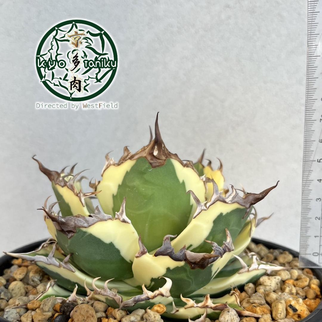 【良苗】アガベ　カリフォルニア　チタノタ　スナグルトゥース　親株販売