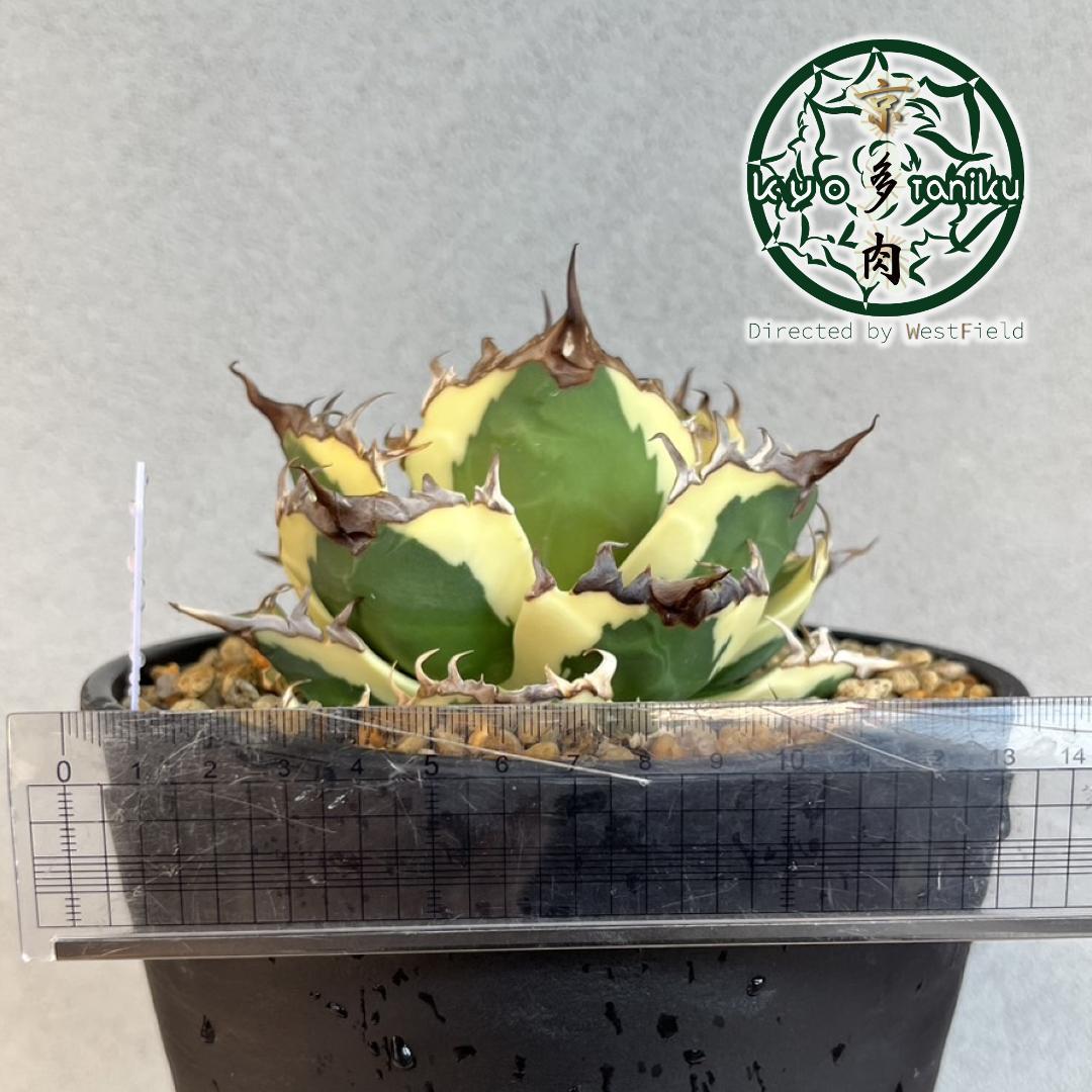 【良苗】アガベ　カリフォルニア　チタノタ　スナグルトゥース　親株販売