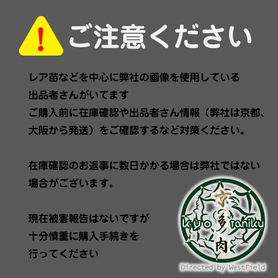 【良苗】アガベ　カリフォルニア　チタノタ　スナグルトゥース　親株販売