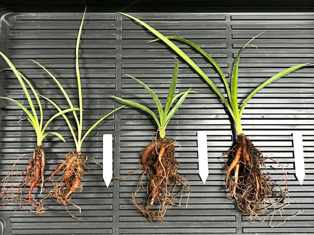 《ご依頼品》ユッカフィリフェラ実生苗　45株　ヤマト便