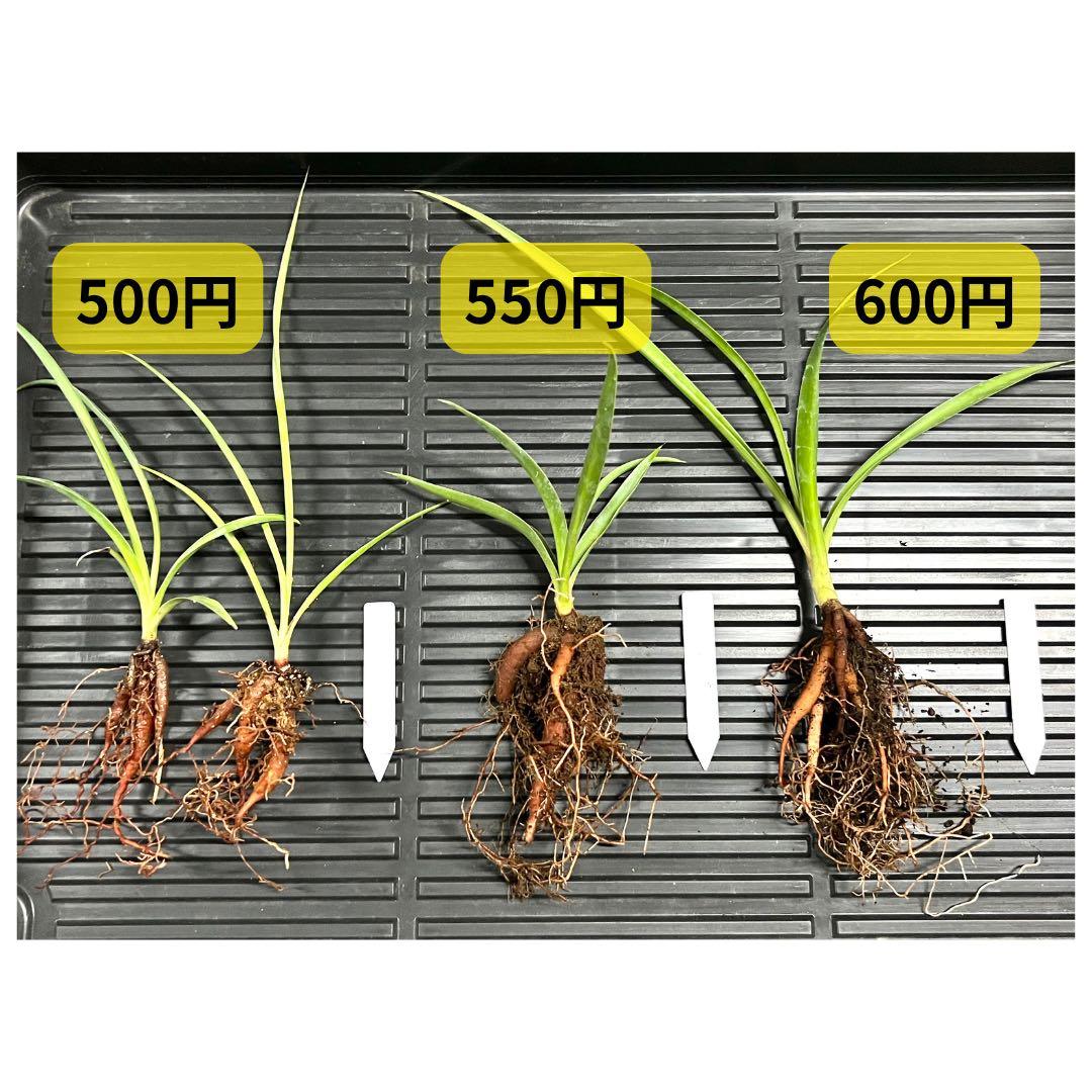 《ご依頼品》ユッカフィリフェラ実生苗　45株　ヤマト便