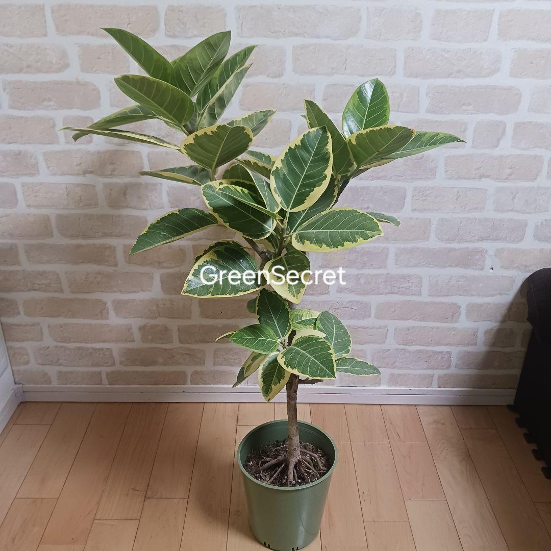 アルテシマ　7号　観葉植物　ゴムノキ