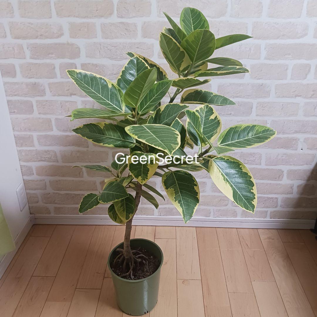 アルテシマ　7号　観葉植物　ゴムノキ