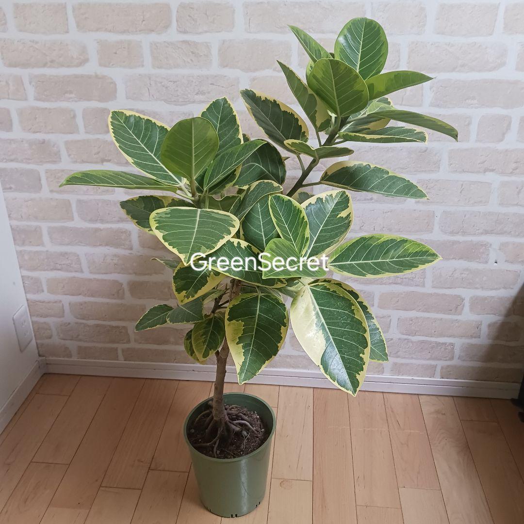 アルテシマ　7号　観葉植物　ゴムノキ