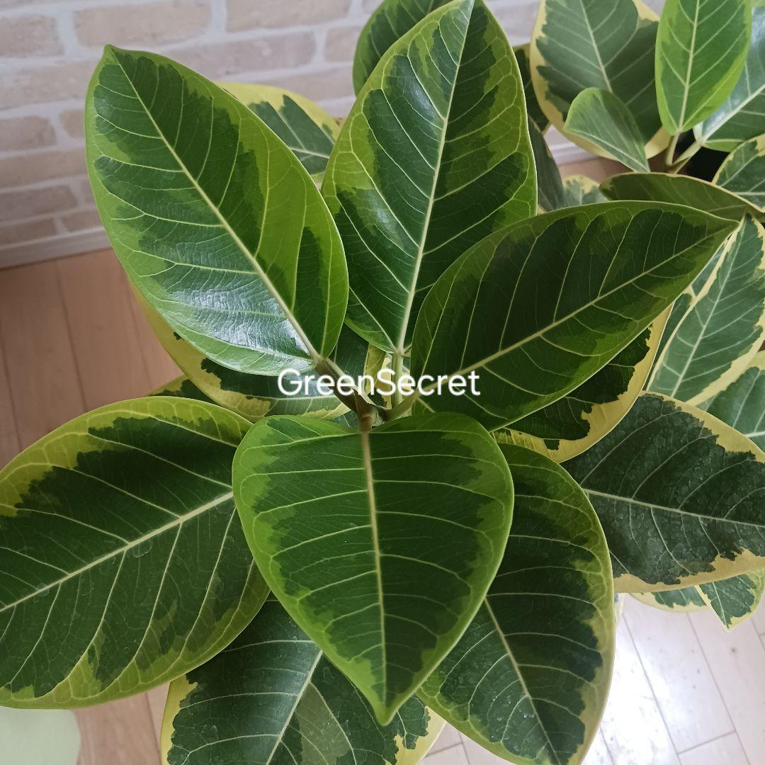 アルテシマ　7号　観葉植物　ゴムノキ