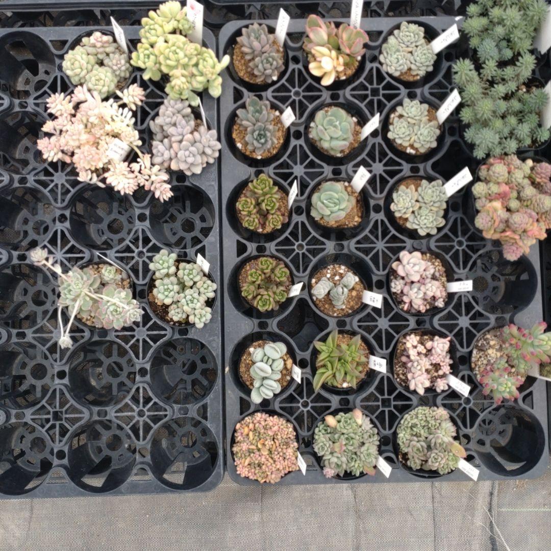 追加あり mariさん専用