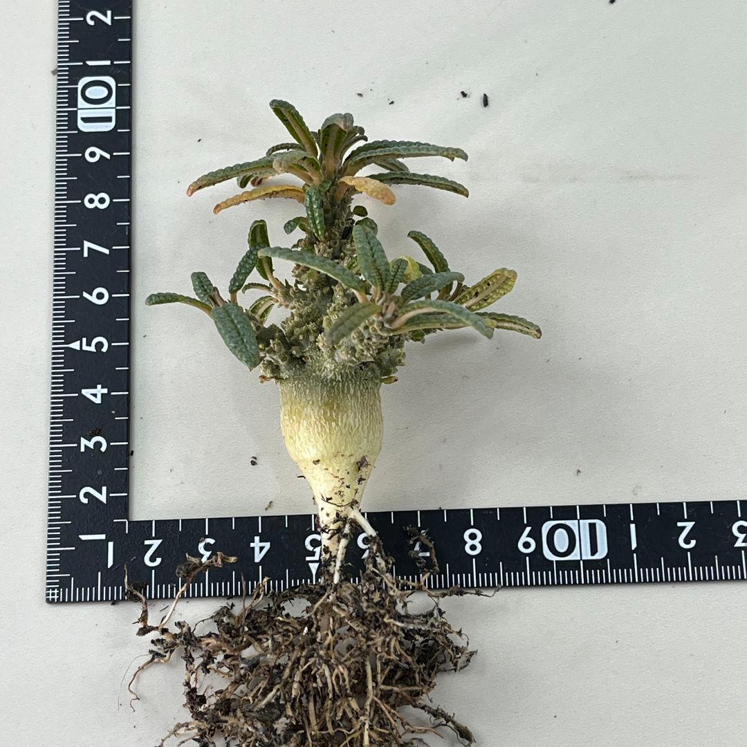 E31実生 まん丸 ドルステニア ギガス ブラータ - メルカリ