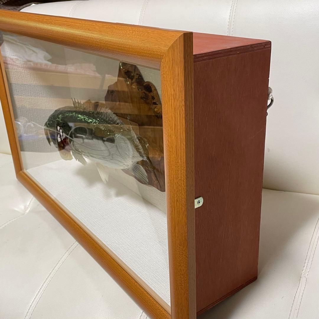 ブラックバス 剥製 魚 体長約52cmガラス額入り 魚類剥製工房リアルアート岩井