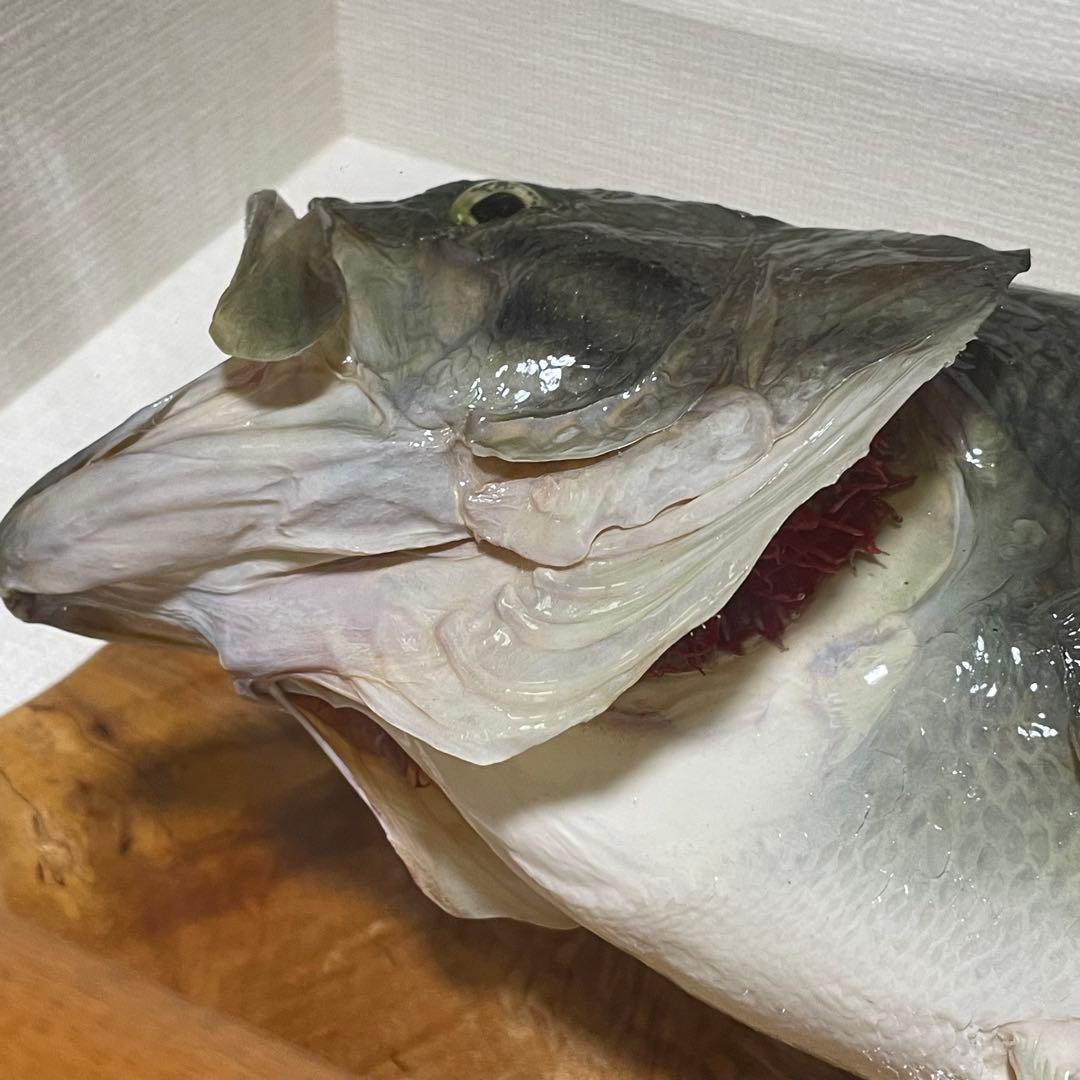 ブラックバス 剥製 魚 体長約52cmガラス額入り 魚類剥製工房リアルアート岩井