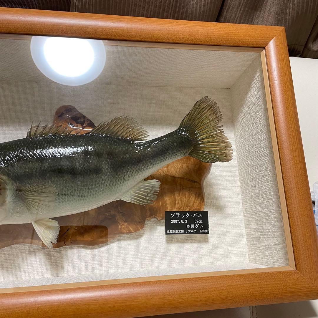 ブラックバス 剥製 魚 体長約52cmガラス額入り 魚類剥製工房リアルアート岩井