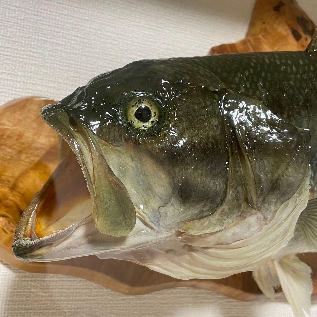 ブラックバス 剥製 魚 体長約52cmガラス額入り 魚類剥製工房リアルアート岩井