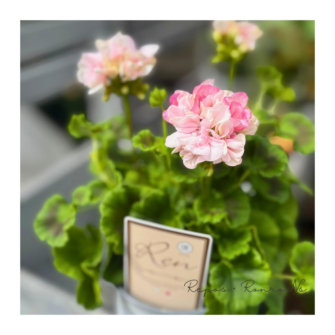 ゼラニウム：Ren〈レン〉（4号）希少品種 花苗 珍しい ゼラニウム 花苗