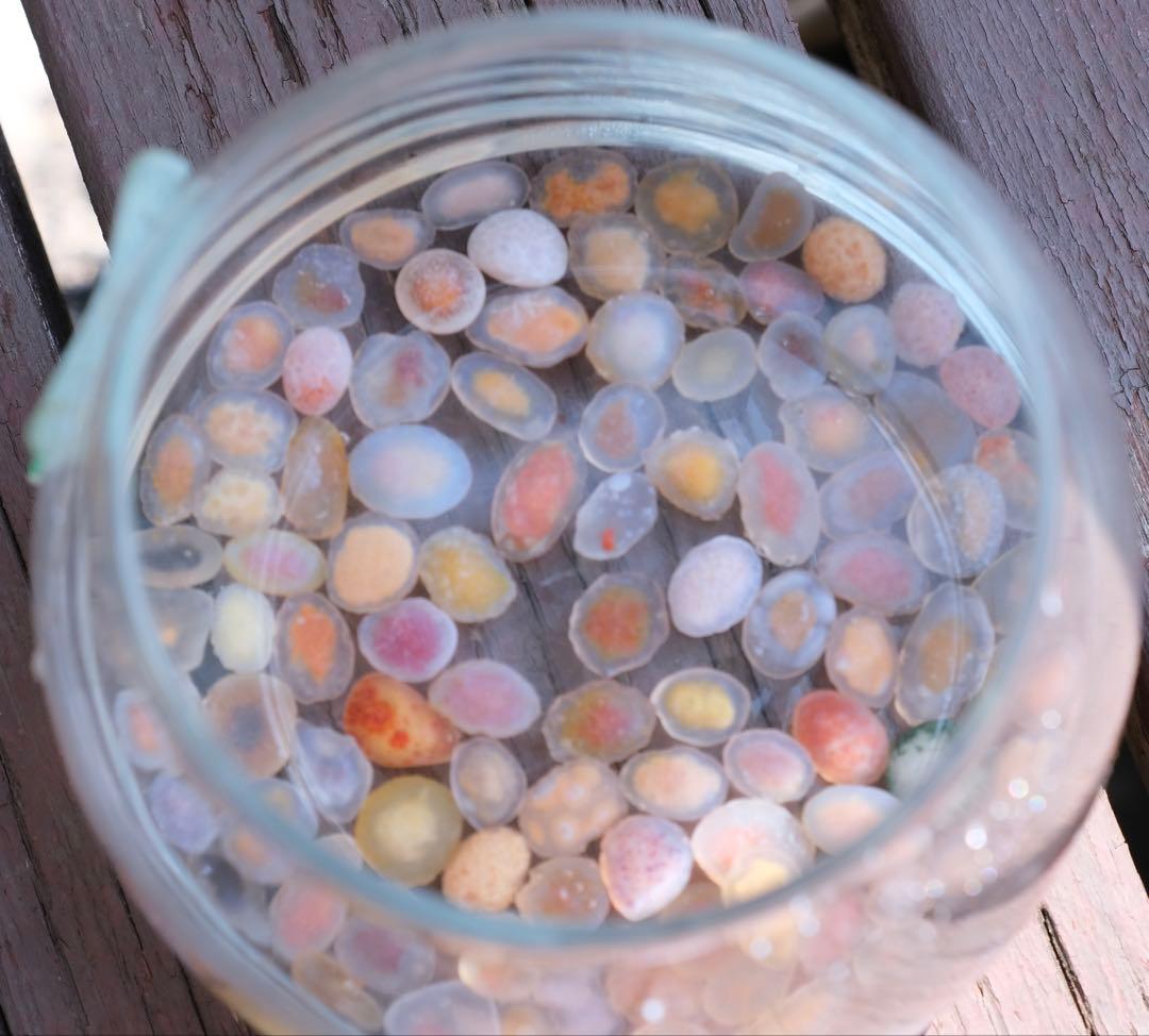 ゴビ石−1400 ゴビ瑪瑙　原石　極小粒　カラーフル