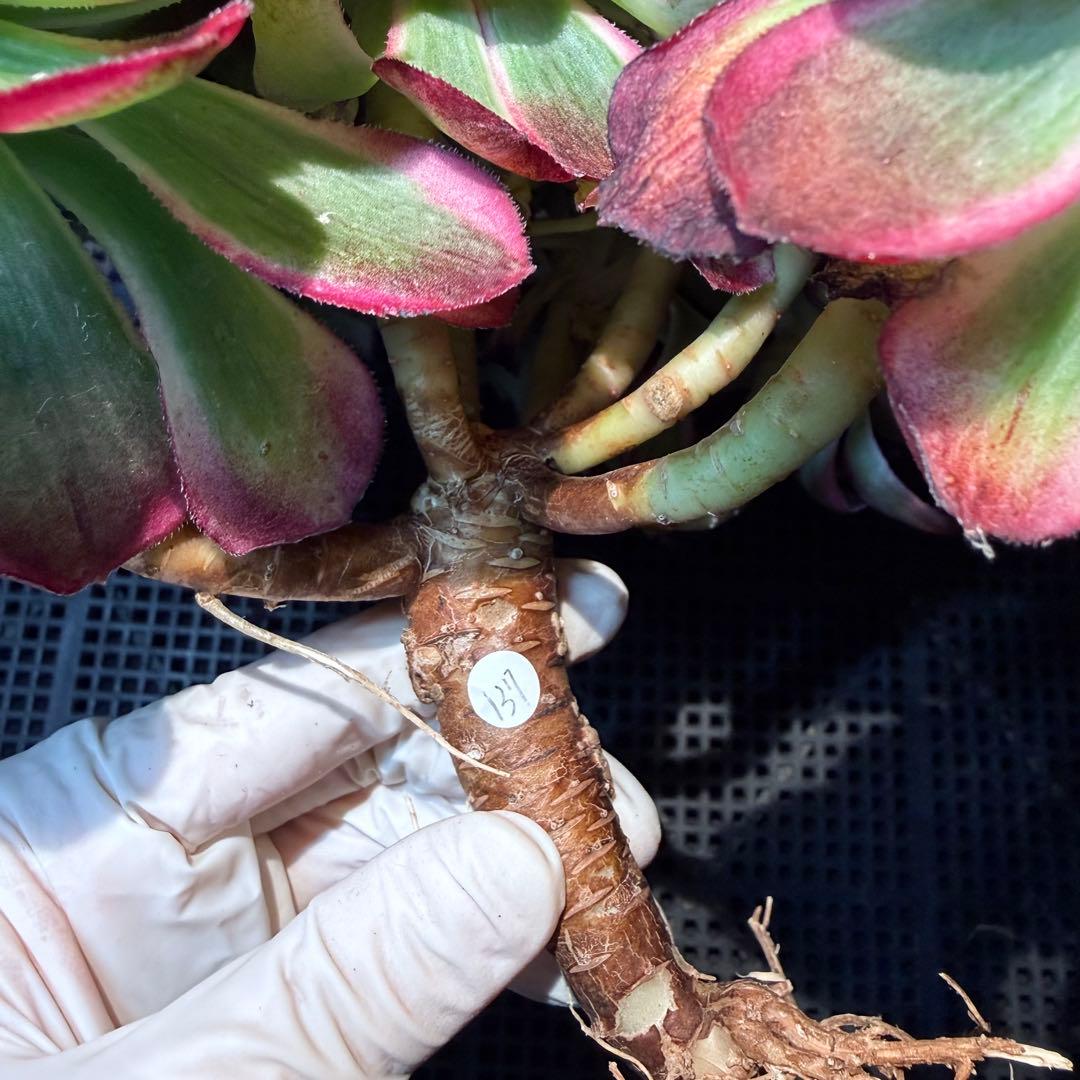 新入荷 超レア新品種 アエオニウム 緋影錦 法師錦 観葉植物 超大品