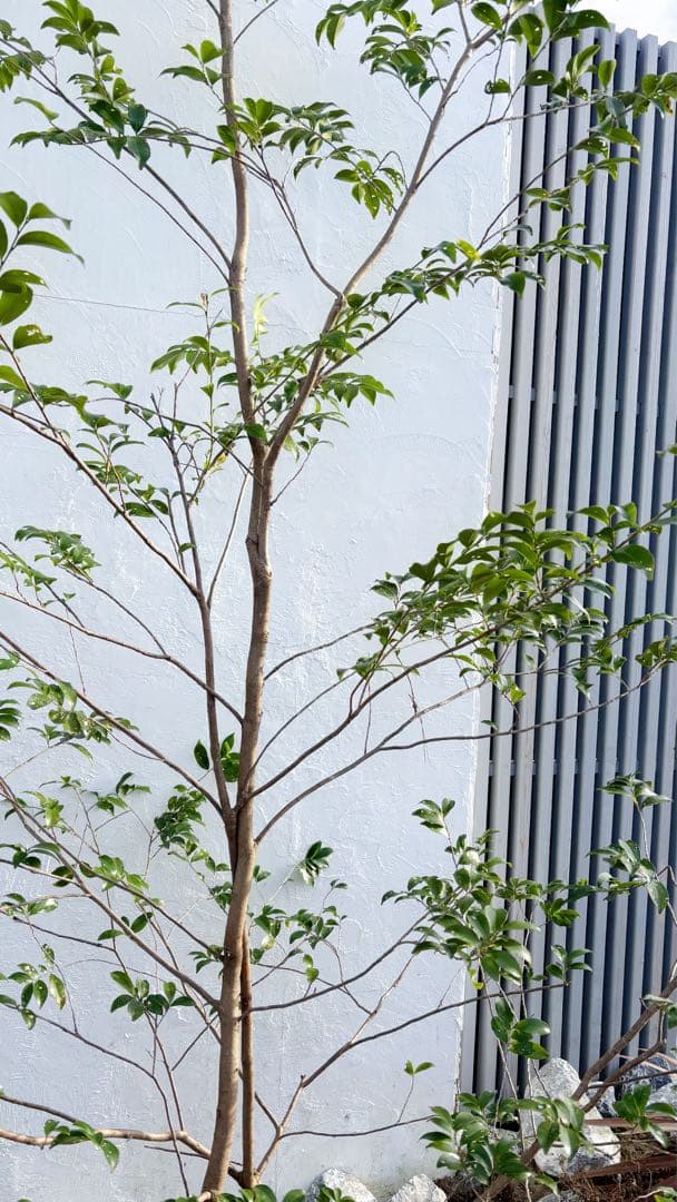 絶品。山採りヒサカキ株立ち3.1M(鉢底から)品番D