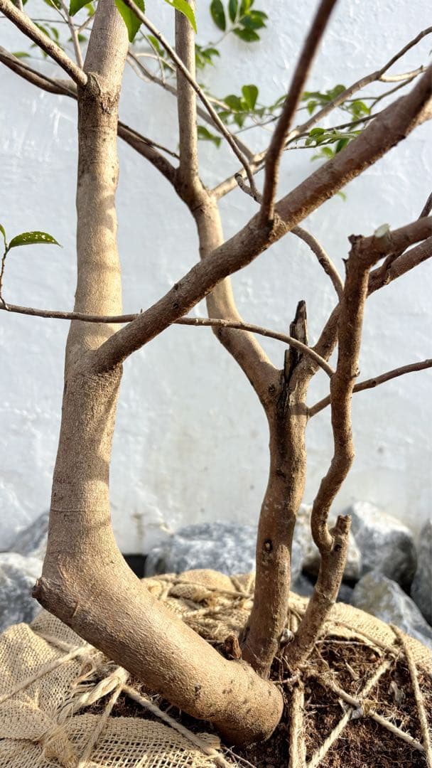 絶品。山採りヒサカキ株立ち3.1M(鉢底から)品番D