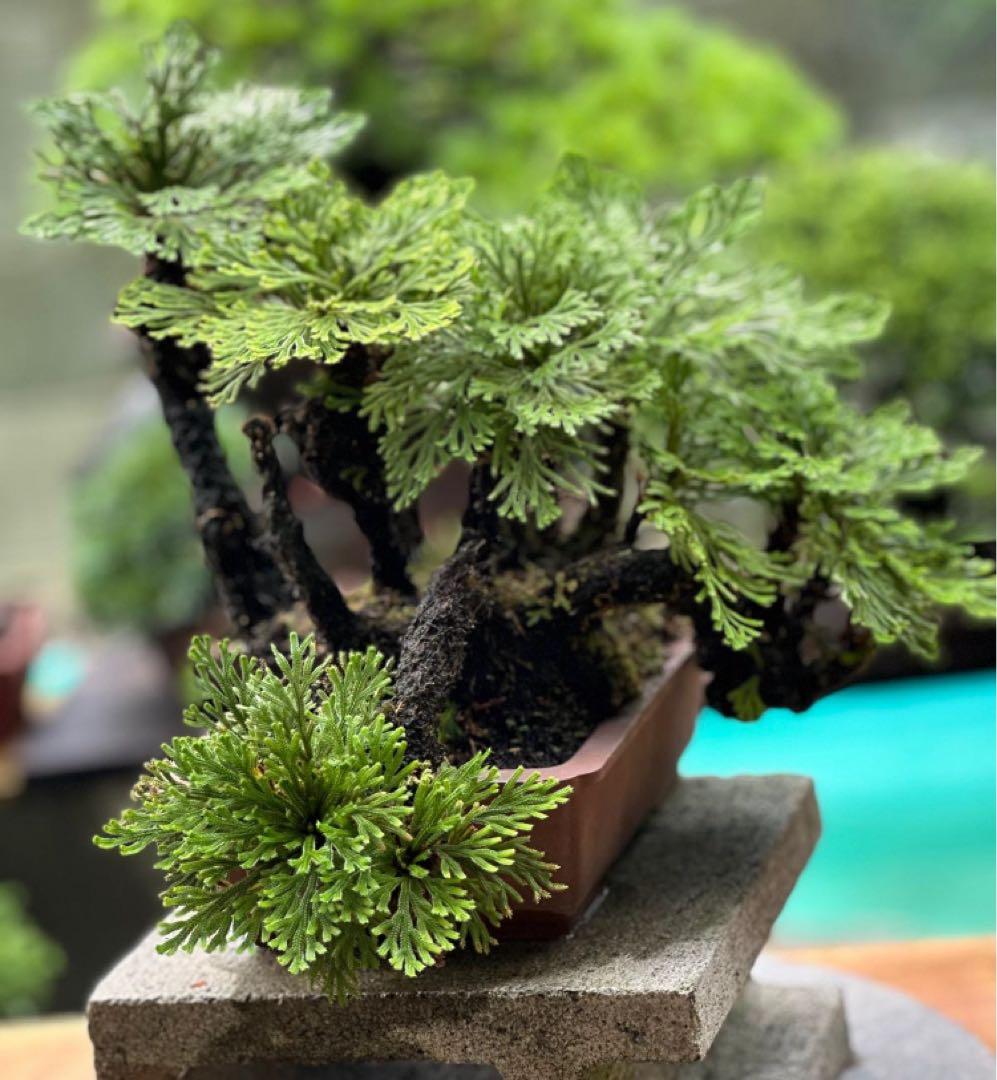 イワヒバ　盆栽