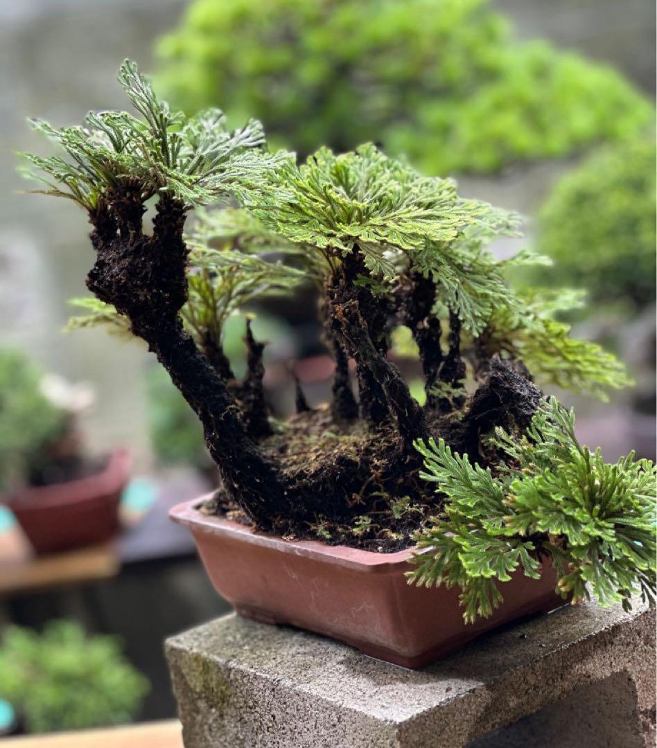 イワヒバ　盆栽