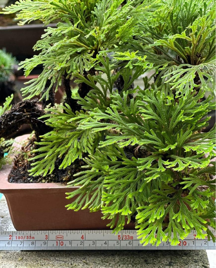 イワヒバ　盆栽