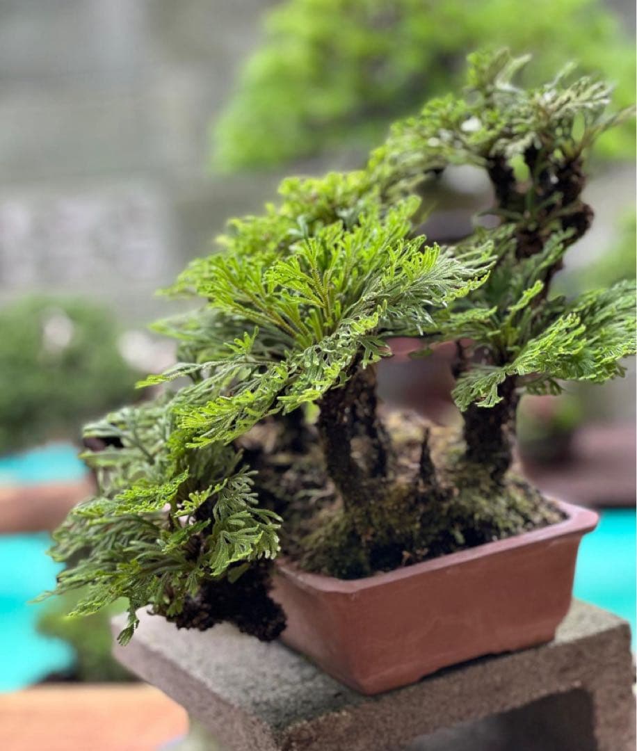 イワヒバ　盆栽