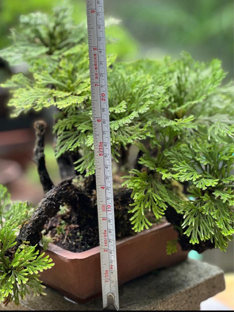 イワヒバ　盆栽