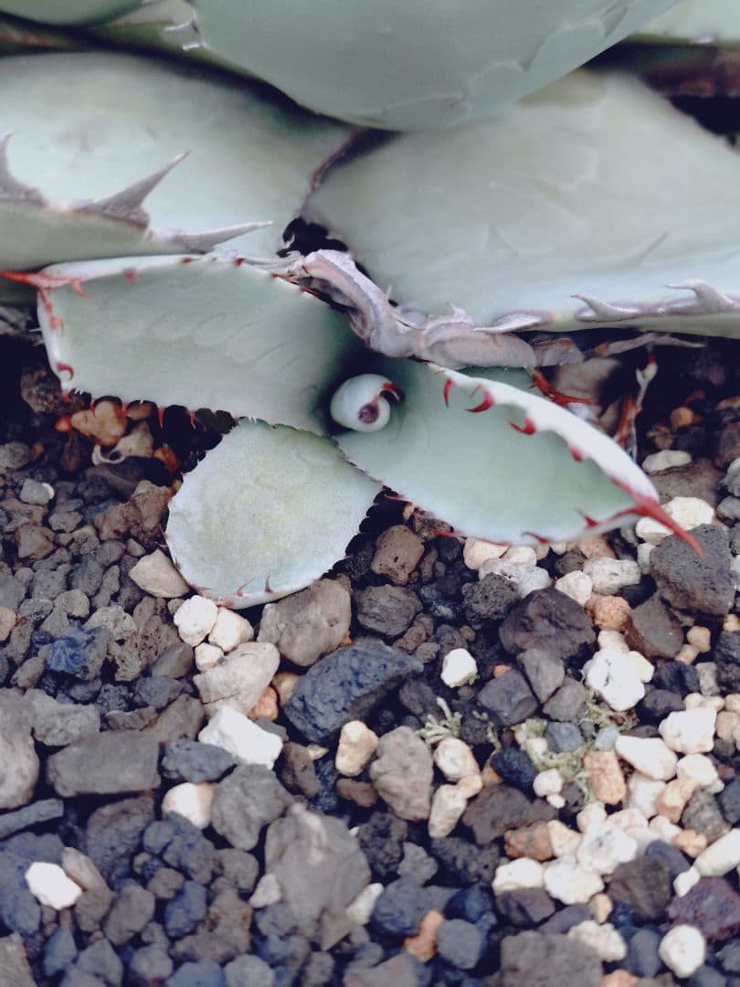 アガベ　パリー　ハイブリッド　ホーチエンシス　オバティフォリア　希少　子株