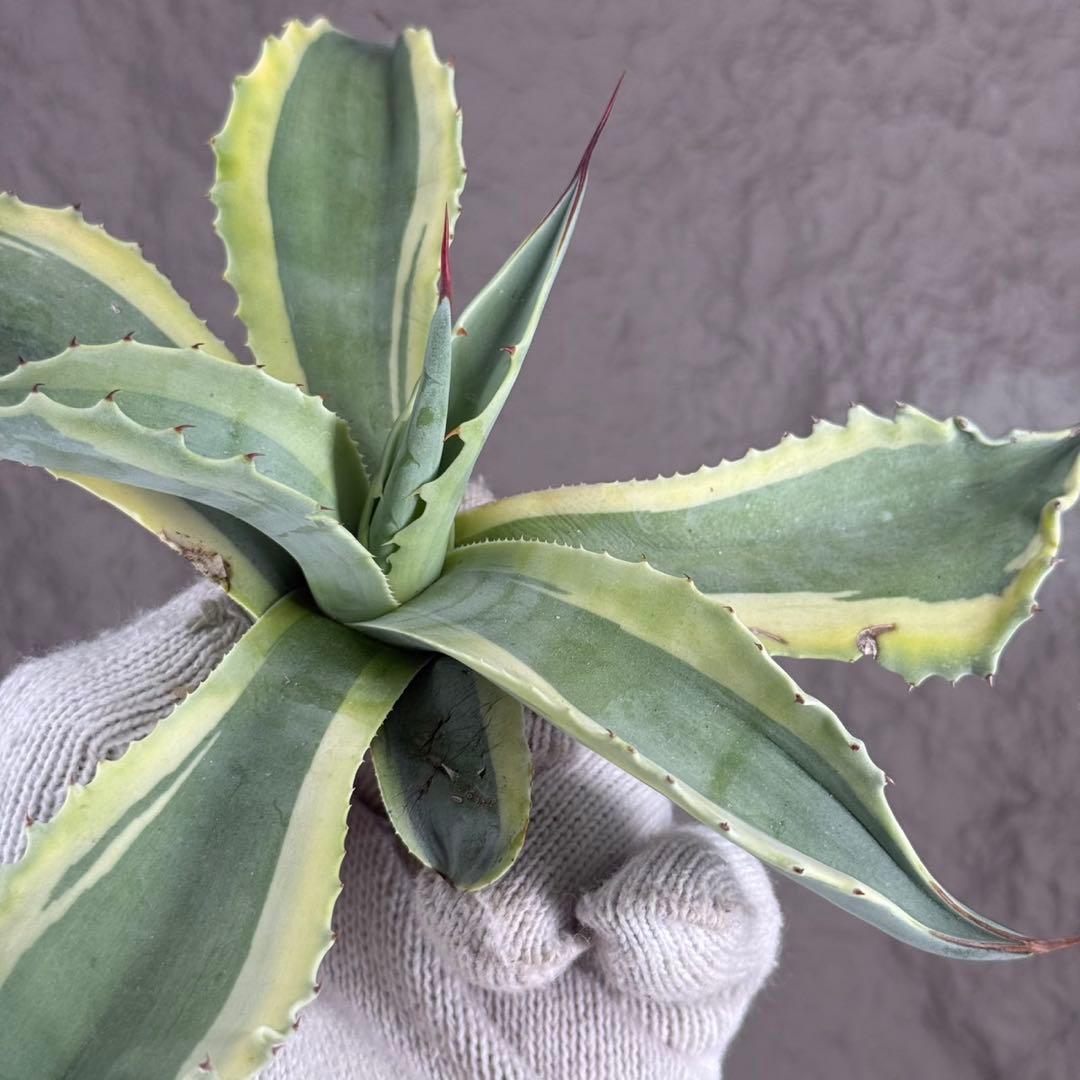 つ*ー様 【アガベ オバティフォリア“オルカ”】地植え/-18℃まで/極上　L2